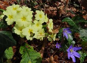 Festa di fiori sui sentieri per il Monte Ubione-6 marzo 2026-FOTOGALLERY